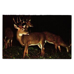 Deer Herd Vintage Postcard Color Print Natural Scene Published Modern Butler PA